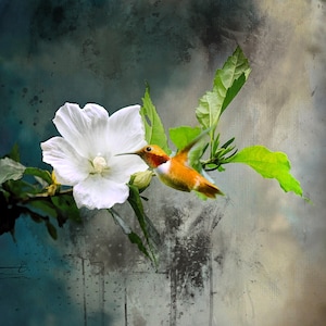 Puede incluir: Un colibrí con plumas naranja y marrones se cierne cerca de una flor blanca con hojas verdes. El fondo es una acuarela azul y gris.