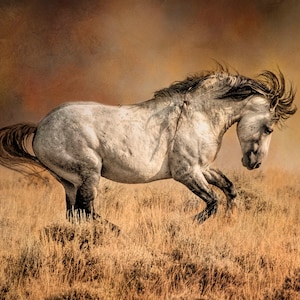 Prancing Wild Stallion Fabric Panel - AHS-008, Panel Size is 24” wide and 17.5” Tall, Quality Quilting Cotton