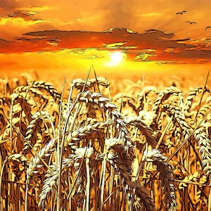 May include: A field of golden wheat stalks against a vibrant orange and yellow sunset sky. The sun is setting in the distance, casting a warm glow over the scene.