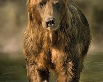Puede incluir: Un oso pardo camina por un arroyo poco profundo. El oso está mojado y tiene una expresión seria en su rostro.