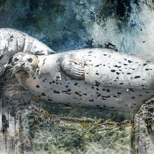 Pode incluir: Uma foca manchada com uma pelagem branca e cinza está deitada em uma superfície rochosa com um filhote de foca menor aninhado ao seu lado. O fundo é uma pintura desfocada do tipo aquarela em azul e cinza.