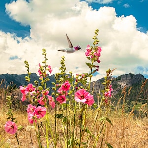 Puede incluir: Un colibrí con un pico largo y delgado se cierne sobre un campo de flores rosas. Las flores son altas y delgadas, con pétalos delicados. El fondo es un cielo azul con nubes blancas.