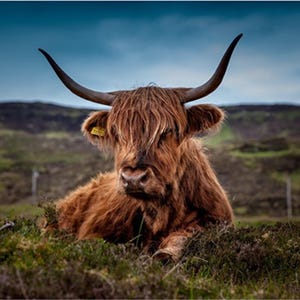 Ontspannend stoffen paneel Highland Cow - ACW-017, kwaliteit quiltkatoen, maat 20,25&quot; b x 15&quot; l
