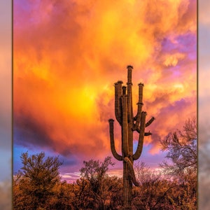Saguaro Sunset Quilt Panel, Panel Size is 16” X 22” DCS-004, Southwest Quilting Fabric
