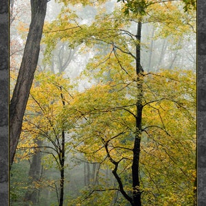 Smoky Mountain National Park in Fall Fabric Panel, Quilt Panel, Quality Quilting Cotton Fabric, Panel Size 19”Wx23.5”L, NPSM-003