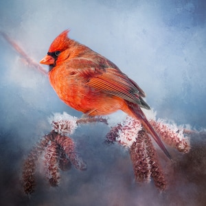 Wintry Cardinal Fabric Panel, Quilt Panel, Quality Quilting Cotton Fabric, Bird Fabric to Quilt or Sew, Size 20”W16”L, BRB-007
