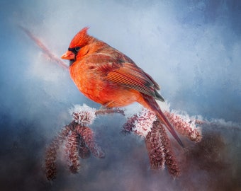 Wintry Cardinal Fabric Panel, Quilt Panel, Quality Quilting Cotton Fabric, Bird Fabric to Quilt or Sew, Multiple Sizes