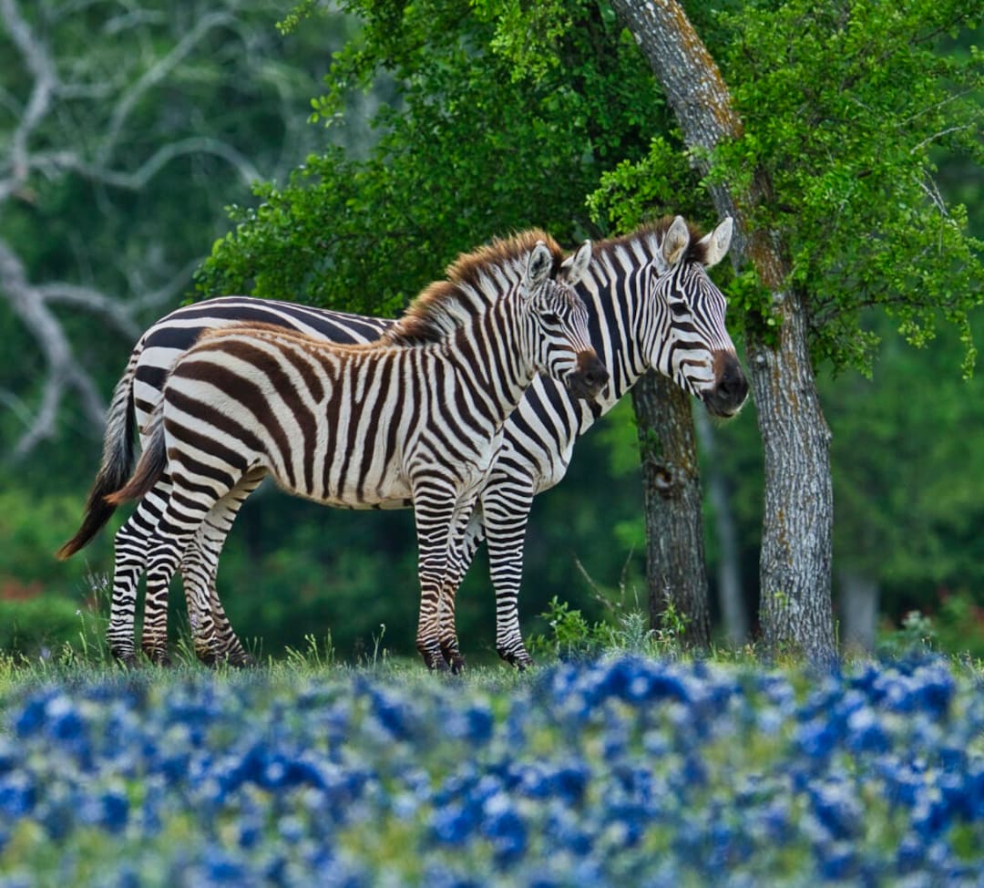 Zebra Ina Field Zebras in a Field of Bluebonnets Fabric Panel - JAP-016, Panel Size is ...