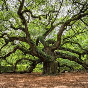 May include: A large, ancient oak tree with sprawling branches covered in moss. The tree is in a woodland setting with green foliage and brown ground.