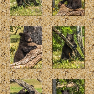 Six Black Bear Cubs Fabric Panel - ANW-049, Panel Size is 19” X 34”, Quality Quilting Cotton