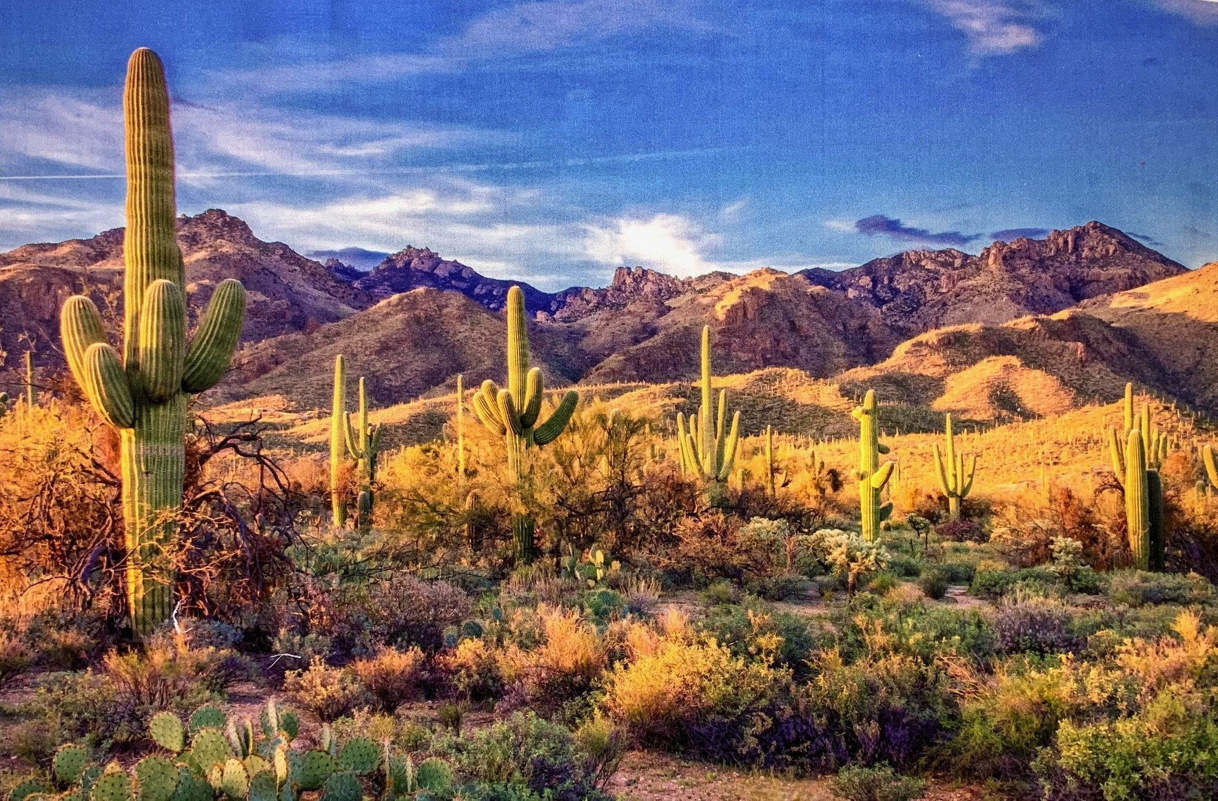 Saguaro National Park Quilt Panel, Panel Size is 24” X 16" DCS-002, Southwest Quilting Fabric