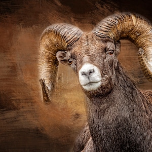 Op de afbeelding: Een close-up portret van een bruin en wit dikhoornschaap met grote gekrulde hoorns. Het schaap kijkt recht in de camera met een serieuze uitdrukking. De achtergrond is wazig en heeft een bruine en oranje kleur.