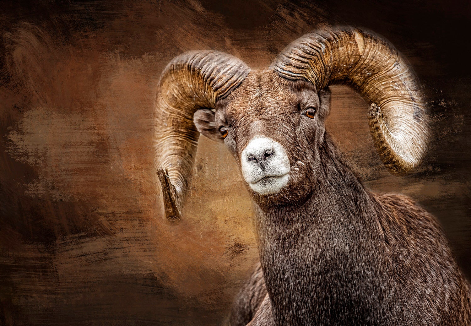 Panel de edredón con vista frontal de borrego cimarrón ANW-001