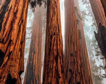 Panel de tela grande del Parque Nacional Redwood, panel de acolchado, algodón para acolchado, panel de acolchado de secuoya de California, tamaño 42 cm de ancho x 55 cm de largo, NPC-015