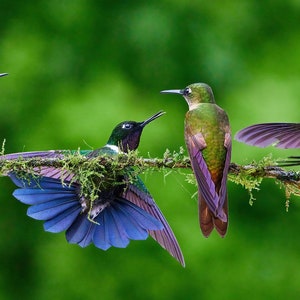 Peut inclure: Quatre colibris perchés sur une branche recouverte de mousse verte. Les oiseaux sont verts, bleus et violets avec de longs becs fins. L'arrière-plan est un vert flou.