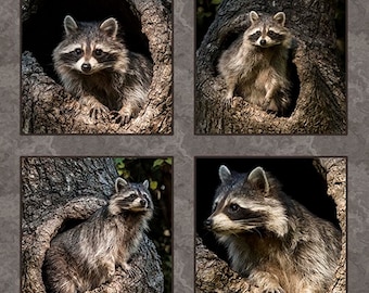 May include: A collage of four images featuring a raccoon peeking out of a tree hollow. The raccoon is brown and gray with a black mask around its eyes. The tree is brown and has a rough texture.