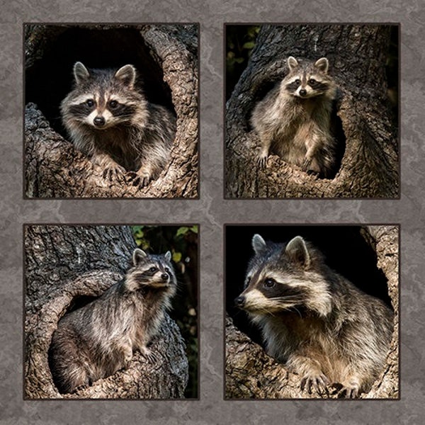 Four Baby Raccoons Fabric Panel - ANW-057, Panel Size is 17.25” X 16.375”, Quality Quilting Cotton