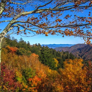Smokies Fall Scene Fabric Panel, Quilt Panel, Quality Quilting Cotton Fabric, Smoky Mountain National Park Fabric, Size 29.75” W x 22.25”L