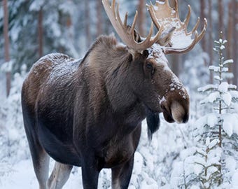 Bull Moose in Snowstorm Fabric Panel, Quilt Panel, Quilting Cotton Fabric, Bull Moose Fabric Panel to Quilt or Sew Size 17"Wx20"L, ANW-065