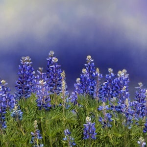 Puede incluir: Un campo de flores de lupino púrpura en flor contra un cielo azul y blanco nublado.