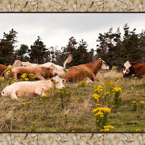 Relaxed Cows Fabric Panel, Quilt Panel, Quilting Cotton Fabric, Farm Animal Cow Panel to Quilt or Sew, Size 19.3”Wx10.6”L, ACW-003