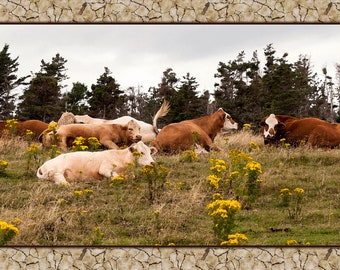 Puede incluir: Un grupo de vacas marrones y blancas descansando en un campo de flores silvestres amarillas. Las vacas están tumbadas y algunas miran a la cámara.