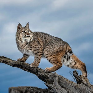 May include: A bobcat stands on a weathered tree branch against a cloudy blue sky. The wild cat has brown and tan fur with dark spots and stripes. Its ears are pointed, and it looks alert.