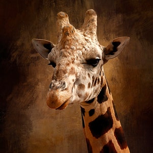 Pode incluir: Close-up da cabeça e pescoço de uma girafa, mostrando seu distinto padrão de pelagem. A pelagem da girafa é uma mistura de manchas castanhas e castanhas sobre um fundo castanho claro. A imagem destaca o pescoço longo e as características únicas da girafa.