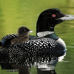 Loon Love Quilt Panel, Panel Size is 24” X 14”, BLB-019, Quality Quilting Fabric