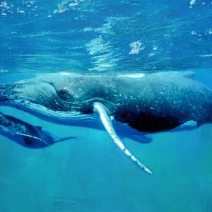 Pode incluir: Uma baleia jubarte mãe e seu filhote nadam juntos no oceano azul. A baleia mãe é maior e tem uma mancha branca distintiva no peito. O filhote é menor e de cor mais escura.