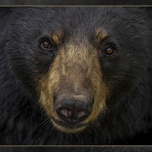 Black Bear Face Quilt Panel - ANW-051, Panel Size is 24.75” X 16”, Quality Quilting Cotton