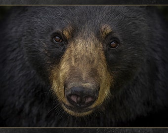 Panneau de courtepointe tête d'ours noir - ANW-051, coton à courtepointe de qualité, plusieurs tailles