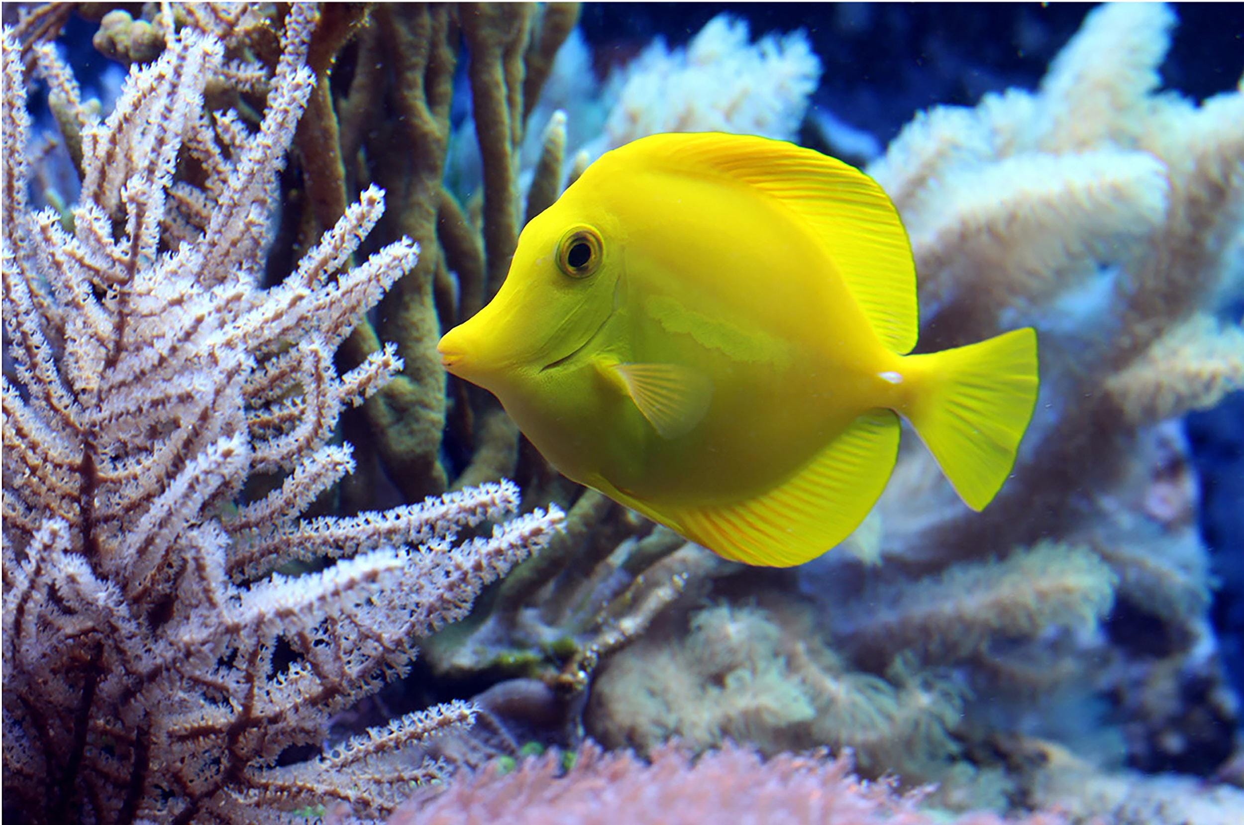 Yellow Tang Fish Australia