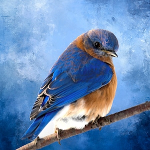 Brilliant Bluebird Fabric Panel, Quilt Panel, Quilting Cotton Fabric, Bird Fabric Panel to Quilt or Sew, Size 24.75”Wx16.5”L, BRB-010