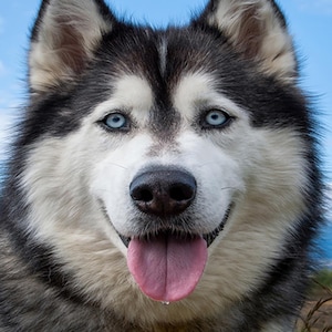 A Handsome Husky Fabric Panel, Quilt Panel, Quilting Cotton Fabric, Dog Fabric Panel to Quilt or Sew, Size 12” X 15.5”, ADP-018