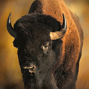 Bull Buffalo Fabric Panel, Quilt Panel, Quilting Cotton Fabric, American Buffalo Bison Quilt Fabric Panel, Size 15.5”W x 23.5&quot;L, ANW-028