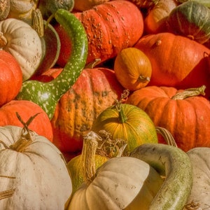 Fall Pumpkin Table Runner Fabric Panel - FPG-005, Panel Size is 23” wide and 7.6” Tall, Quality Quilting Cotton