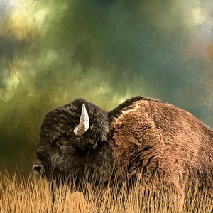 Reclining Buffalo Fabric Panel, Quilt Panel, Quilting Cotton Fabric, American Buffalo Bison Fabric Panel, Size 25.75”Wx16.25&quot;L, ANW-027