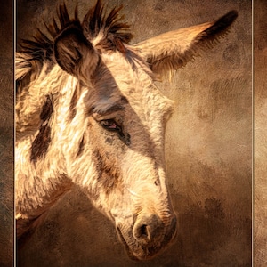 Flop-Ear Donkey Fabric Panel - AFF-001, Panel Size is 16” X 23”, Quality Quilting Cotton