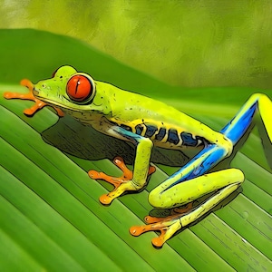 May include: A green and yellow frog with red eyes and blue and yellow stripes on its legs sits on a green leaf.
