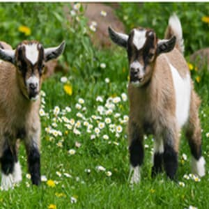 Two Baby Goats Fabric Panel, Quilt Panel, Quilting Cotton Fabric, Dog Fabric Panel to Quilt or Sew, Size is 16.5”W x 13.75”L, AFF-012