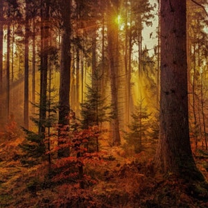 May include: A sunlit forest scene with tall, brown tree trunks and vibrant green and red foliage. The sun's rays filter through the trees, creating a warm, golden glow. The image captures the beauty of nature and the changing seasons.