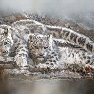 Könnte beinhalten: Zwei Schneeleoparden-Jungen, eines liegt, das andere sitzt, kuscheln sich auf einer felsigen Oberfläche aneinander. Die Jungen haben weißes Fell mit schwarzen Flecken und schauen in die Kamera.