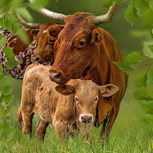 Longhorn Family Fabric Panel, Quilt Panel, Quilting Cotton Fabric, Texas Longhorn Cow Fabric Panel to Quilt or Sew Size 16”Wx19.5L”, ACW-012