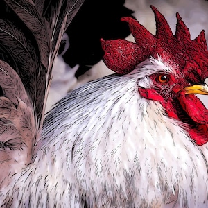 Illustrated White Rooster Fabric Panel - BCR-006, Panel Size is 24” X 16”, Quality Quilting Fabric, Designed for Thread Play