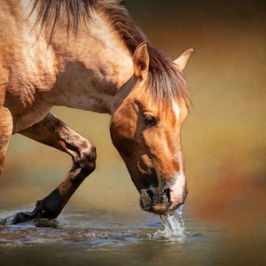 Salt River Horse in water-stofpaneel, quiltpaneel, kwaliteit quiltkatoen, paardenstof om te quilten of te naaien Maat: 25&quot;b x 16,75&quot;l, AHS-003