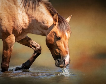 Panel de tela con caballo de Salt River en el agua, panel de acolchado, tela de algodón de alta calidad para acolchado, tela de caballo para acolchar o coser, tamaño 25" de ancho x 16.75" de largo, AHS-003