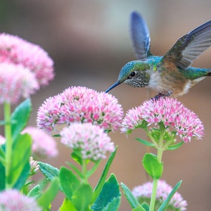 Puede incluir: Un colibrí con plumas verdes y marrones se cierne cerca de flores rosas. El colibrí tiene un pico largo y delgado y está en pleno vuelo.