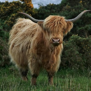 Paneel van oudere Highland Cow-stof: ACW-018, kwaliteit quiltkatoen, maat: 20 x 15,5 inch (b x h)