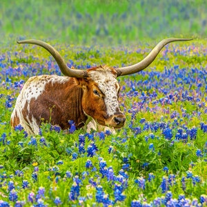Longhorn in Bluebonnets Quilt Panel, Quilt Fabric Panel, Quilting Cotton Fabric, Texas Longhorn Fabric Panel to Sew, Size 20&quot;Wx16&quot;L, ACW-010